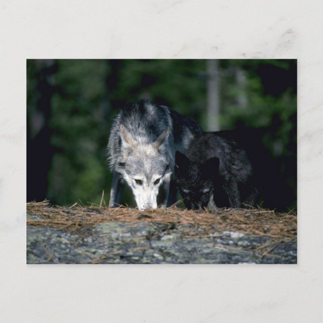 Grått-Vargar-sommar-mamma med (svartfas) unge Vykort (Framsida)