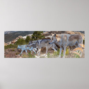 Grått Vargars Family Journey Poster