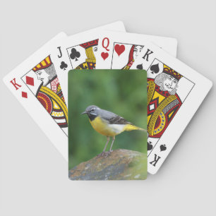 Grått Wagtail-fågel Kortlek