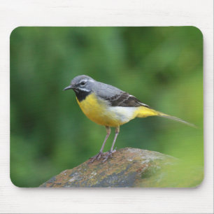 Grått Wagtail-fågel Musmatta