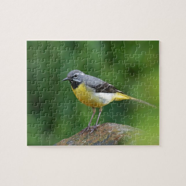 Grått Wagtail-fågel Pussel (Horisontell)