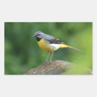 Grått Wagtail-fågel