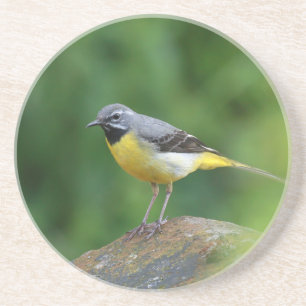 Grått Wagtail-fågel Underlägg