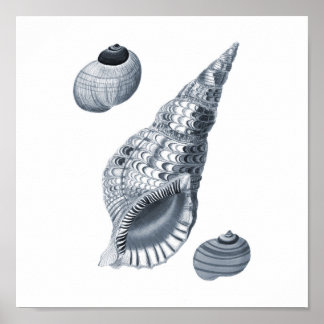Grått Wall Art Seashell-grafik skriver ut #12 Beac Poster