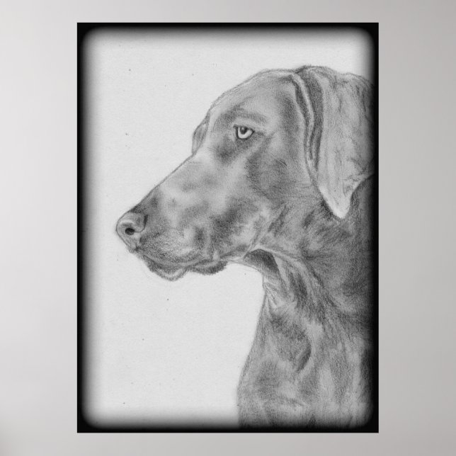 Grått Weimaraner Hund Poster (Framsidan)