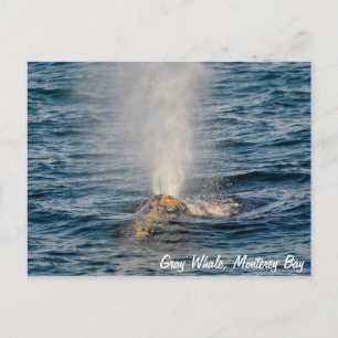 Grått Whale Post Card Vykort