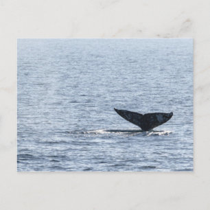 Grått Whale Svan Vykort