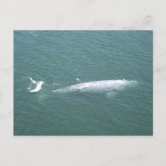Grått Whale-vykort Vykort