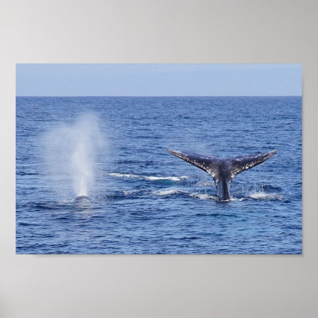 Grått Whales Svan Fluke and Blow - Skriv ut Poster (Framsidan)