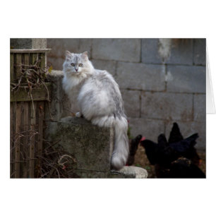 Grått-White Angora Cat Hälsningskort