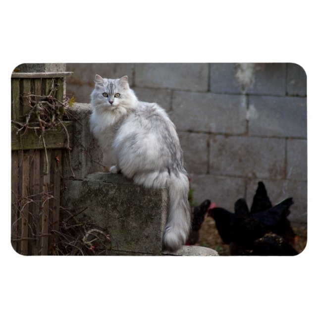 Grått-White Angora Cat Magnet (Horisontell)