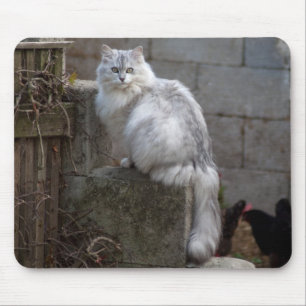 Grått-White Angora Cat Musmatta