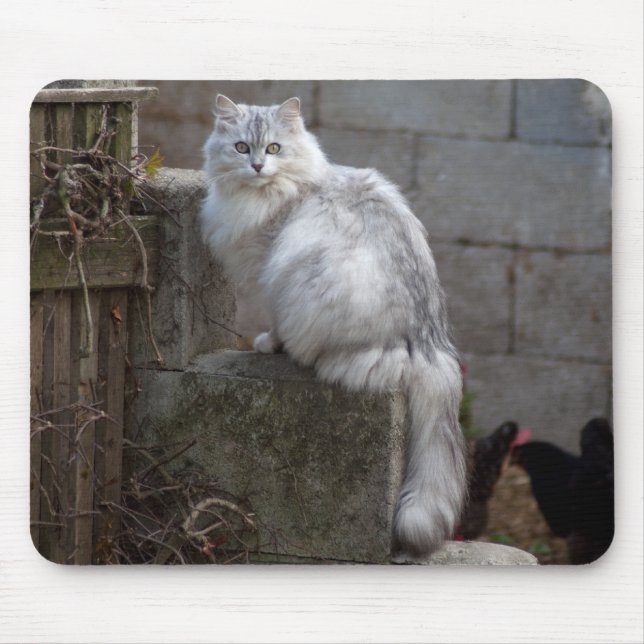Grått-White Angora Cat Musmatta (Framsidan)
