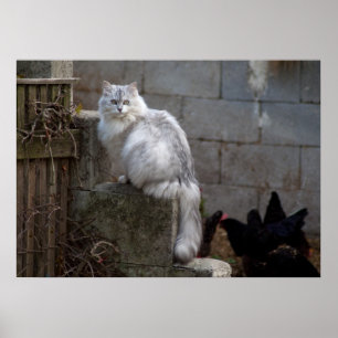 Grått-White Angora Cat Poster