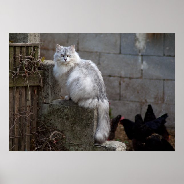 Grått-White Angora Cat Poster (Framsidan)