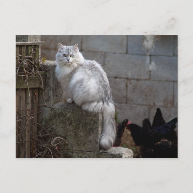 Grått-White Angora Cat Vykort (Framsida)