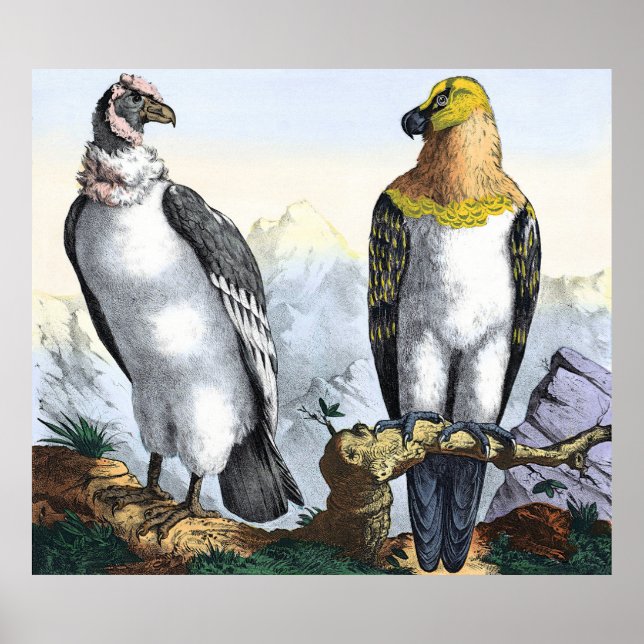 Grått White Condor Gult Black Eagle Poster (Framsidan)