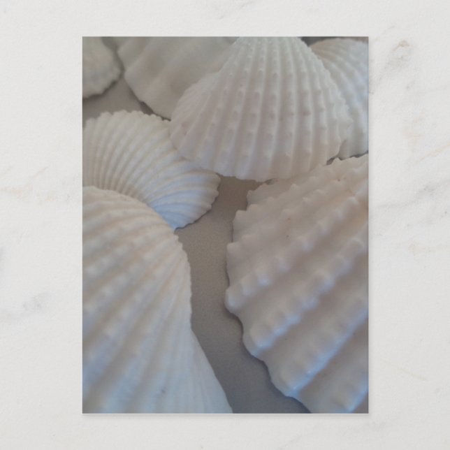 Grått White, Seashells, Sea Snäcka Summer Beach Kä Vykort (Framsida)