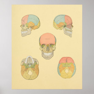 Gråttets anatomisk utskrift av humant skal poster