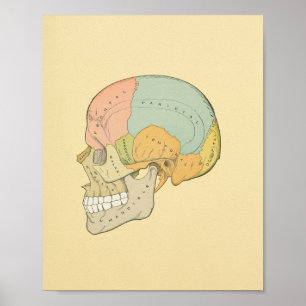 Gråttets anatomisk utskrift av humant skal poster