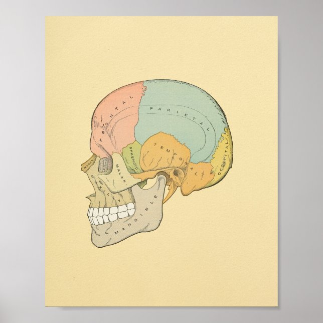 Gråttets anatomisk utskrift av humant skal poster (Framsidan)