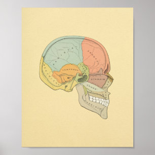Gråttets anatomisk utskrift av humant skal poster