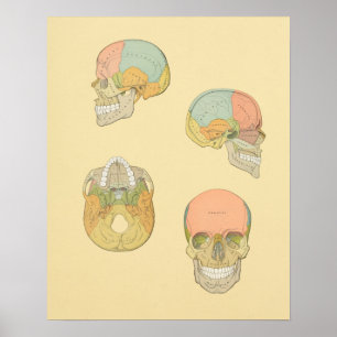 Gråttets anatomisk utskrift av humant skal poster