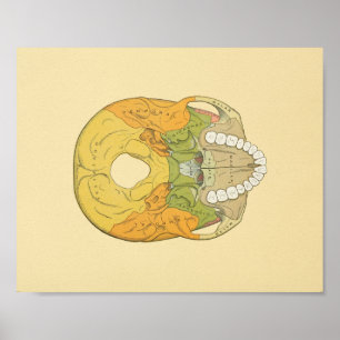 Gråttets anatomisk utskrift av humant skal poster