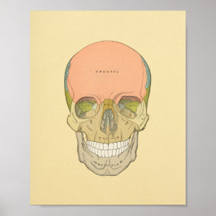 Gråttets anatomisk utskrift av humant skal poster
