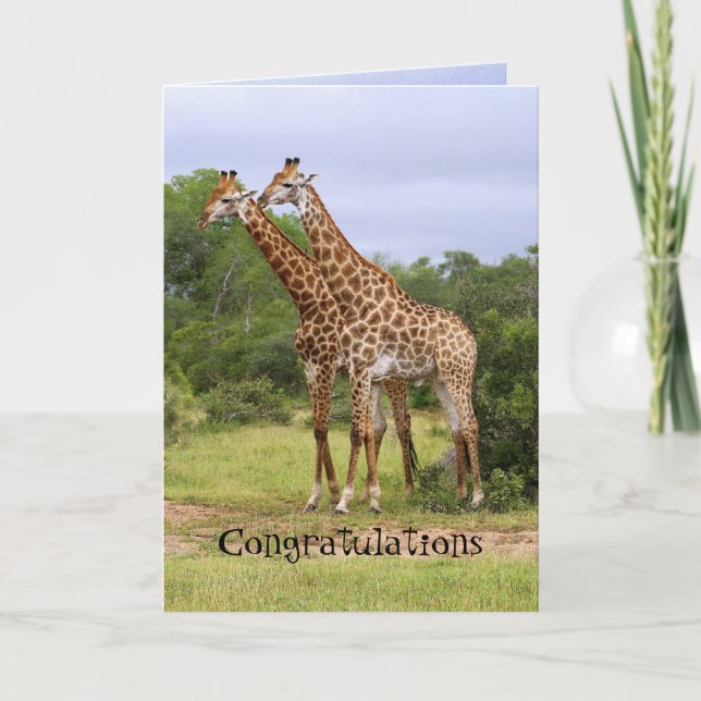 Grattis årsdag Giraffer Kort (Framsida)