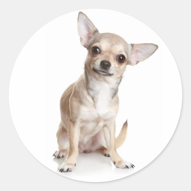 Grattis Chihuahua Valp Klistermärke (Framsida)
