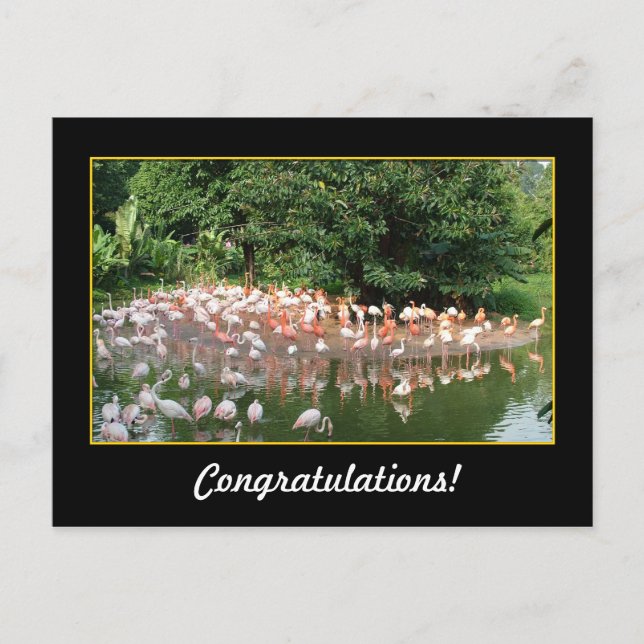 grattis, flamingos vykort (Framsida)