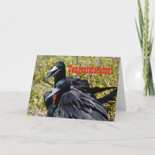 Grattis förälskade Frigatebirds Kort