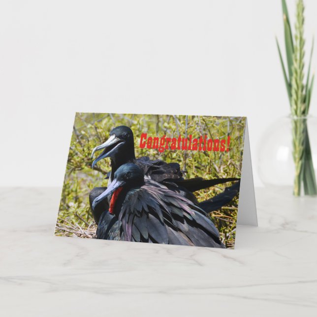 Grattis förälskade Frigatebirds Kort (Framsida)