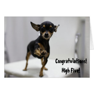 Grattis Hög Fem Hund Söt Chihuahua Rolig Hälsningskort
