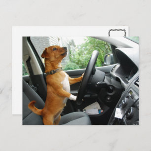 Grattis körkort för körkort vykort