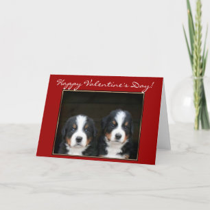 Grattis på Alla hjärtans dag Bernese Mountain-Hund Helgkort