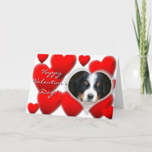 Grattis på Alla hjärtans dag Bernese Mountain-Hund Helgkort
