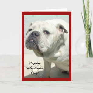 Grattis på Alla hjärtans dag-bulldog-hälsningskort Helgkort