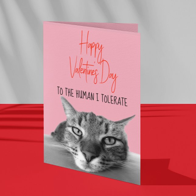 Grattis på Alla hjärtans dag från katt till männis Kort (Skapare uppladdad)