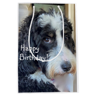 Grattis på födelsedagen Adsible Bernedoodle