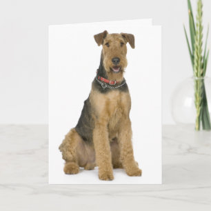 Grattis på födelsedagen Airedale Terrier Puppy Hun Kort