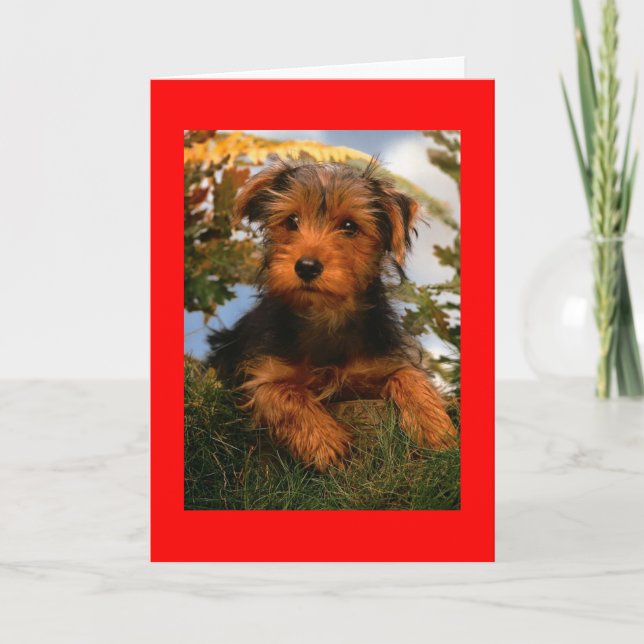 Grattis på födelsedagen Airedale Terrier Puppy-Hun Kort (Framsida)
