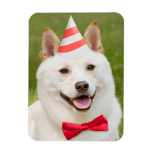 Grattis på födelsedagen Alla Shiba Inu Hund i Pa Magnet