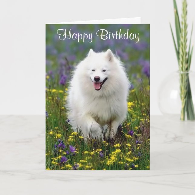 Grattis på födelsedagen American Eskimo Greeting C Kort (Framsida)