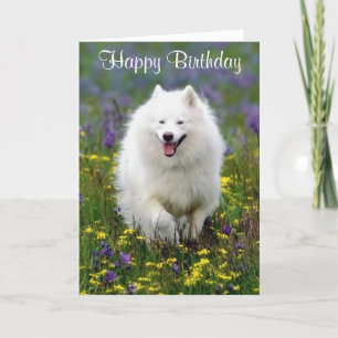 Grattis på födelsedagen American Eskimo Greeting C Kort
