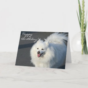 Grattis på födelsedagen American Eskimo-hälsningsk Kort