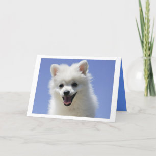 Grattis på födelsedagen American Eskimo Puppy Hund Kort