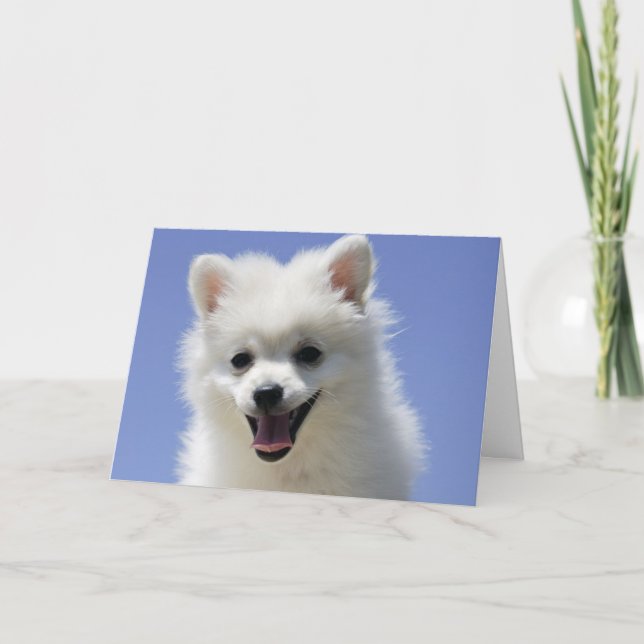 Grattis på födelsedagen American Eskimo Puppy Hund Kort (Framsida)