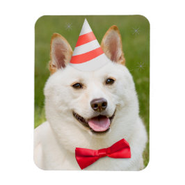Grattis på födelsedagen any Shiba Inu Hund i Party Magnet